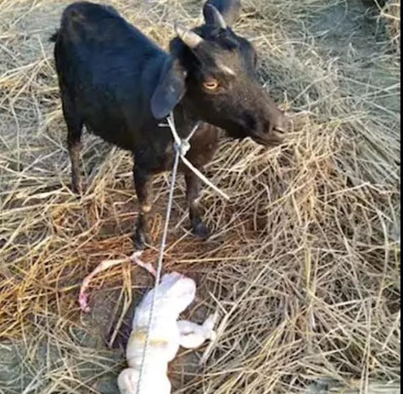 4104559705324774 goat3