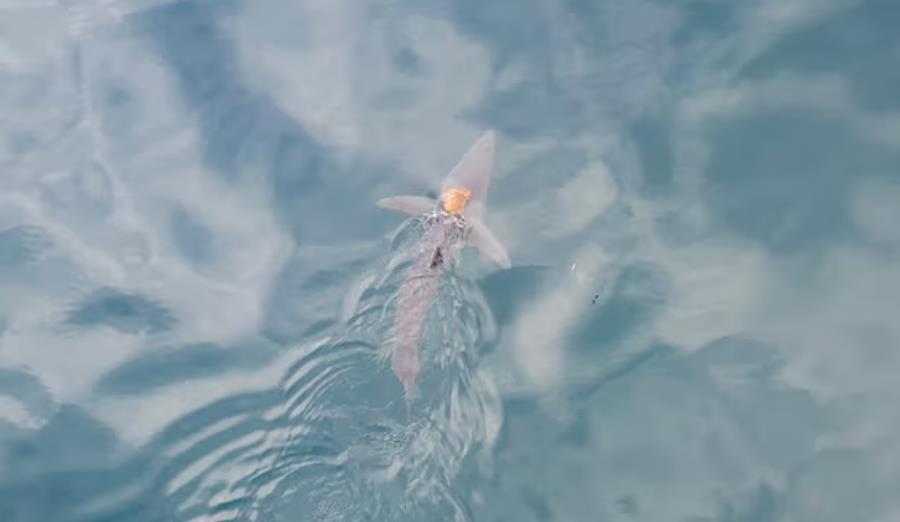 sharktopus