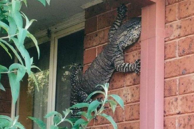 σαύρα