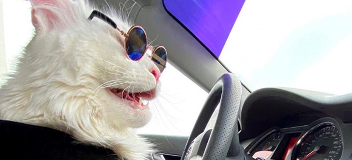 cat