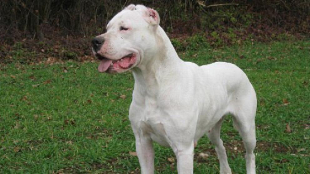 Dogo Argentino
