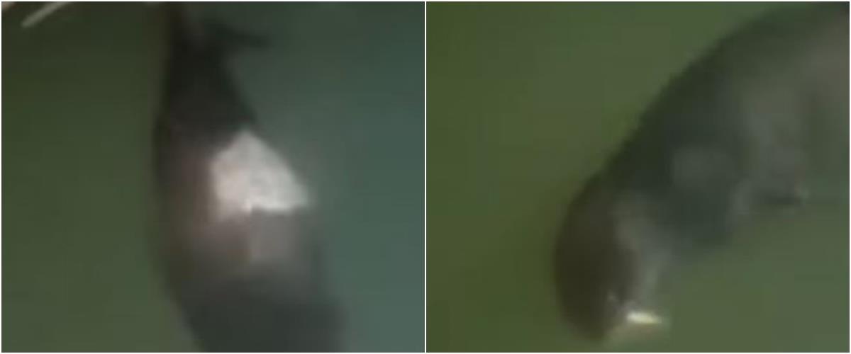 collage14545