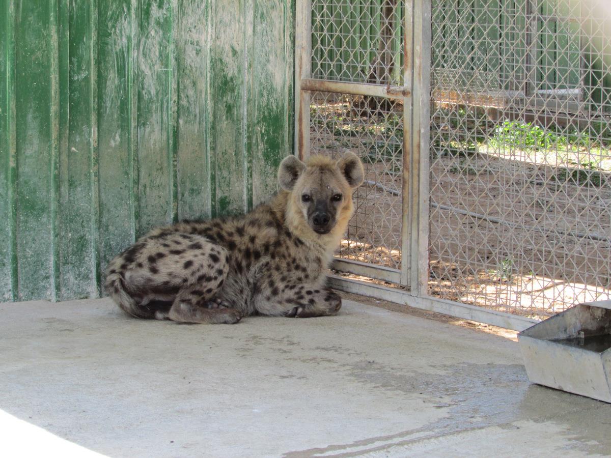 Melios Zoo