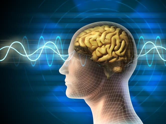 Brain 
