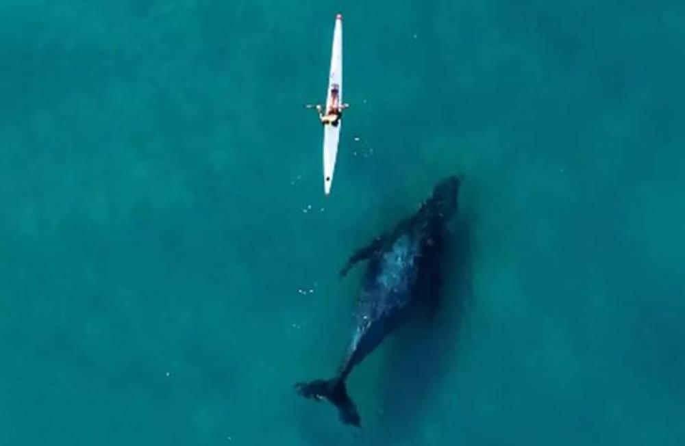 kayak