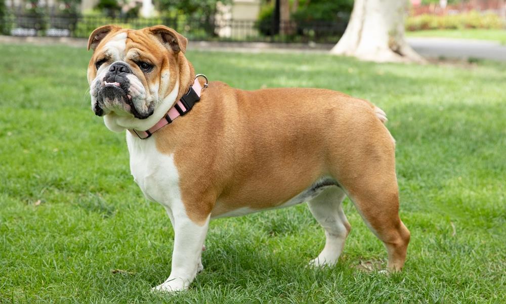 bulldog-4584344-hero-8b60f1e867f046e792ba092eec669256