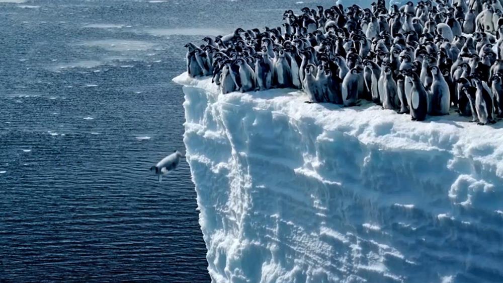 penguins_fall_xr