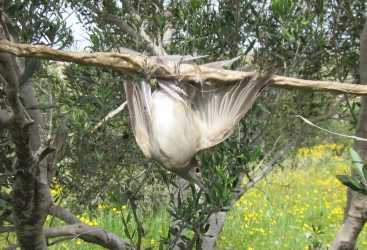 αμπελοπουλια κεντρικη 