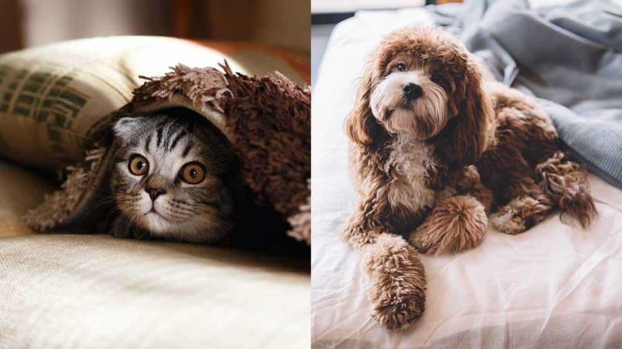 petfriendly