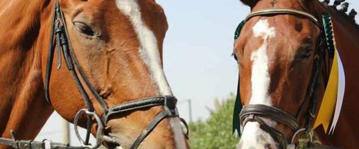 horses-from-fb