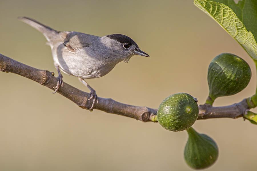 A. Stoecker_Blackcap_male αμπελοπούλι αρσενικό